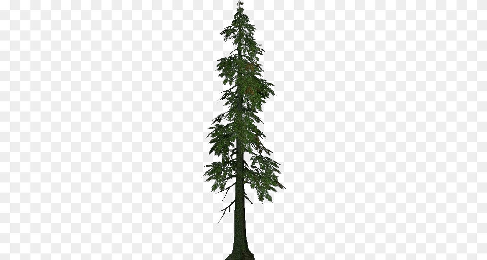 3d Trees Lawson Cypress Arbol De Cipres, Conifer, Fir, Tree, Plant Png Image