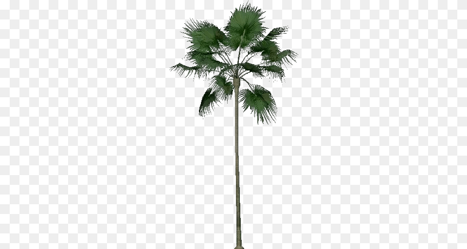 3d Trees Livistona Merrillii Acca Software Borassus Flabellifer, Palm Tree, Plant, Tree, Cross Png Image