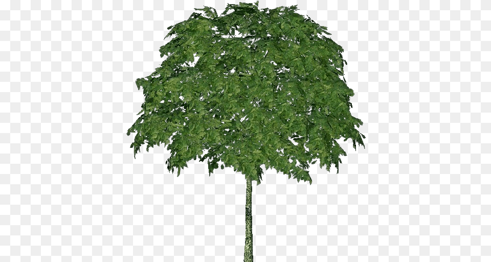 3d Trees Mountain Ash Acca Software Acer Campestre, Green, Oak, Plant, Sycamore Free Png Download