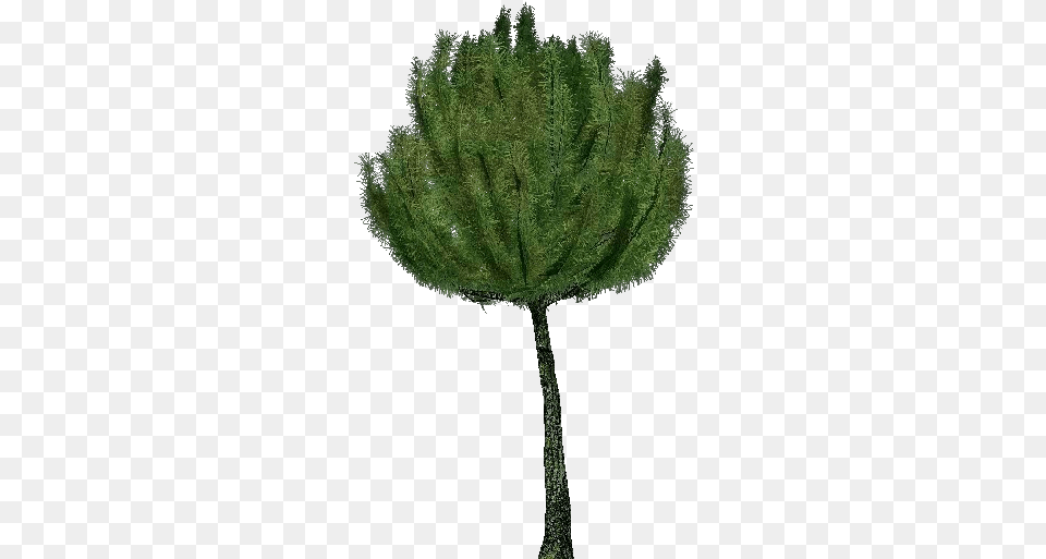 3d Trees Mountain Pine Acca Software Pond Pine, Conifer, Leaf, Moss, Plant Free Png
