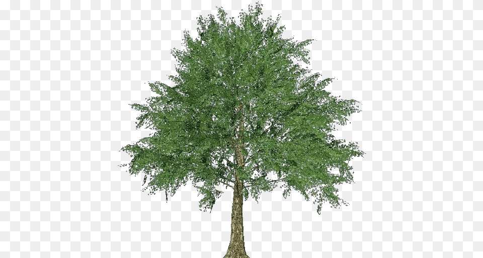 3d Trees Norway Maple Acca Software Sketch Of Norway Maple Tree, Oak, Plant, Sycamore, Conifer Free Png