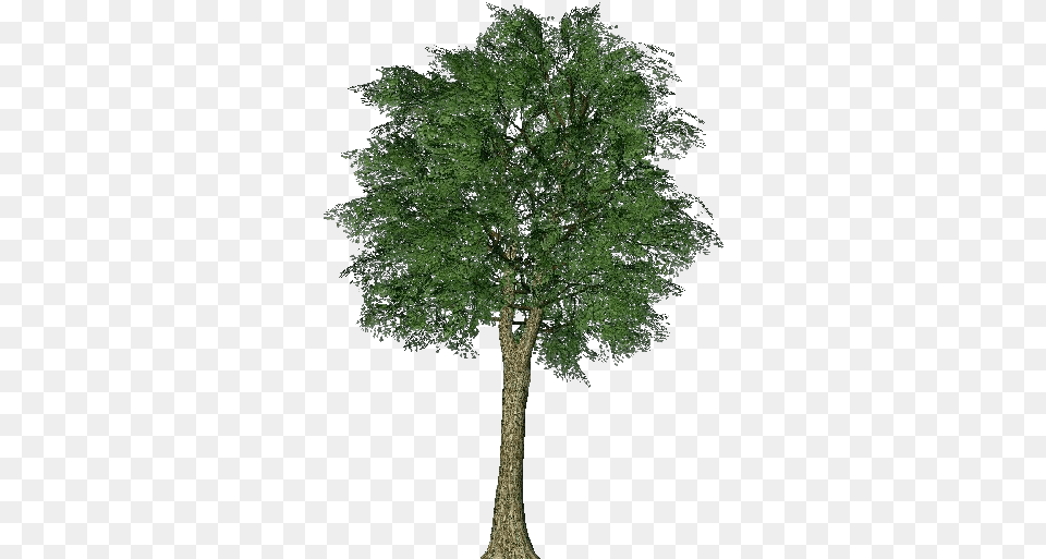 3d Trees Oak Acca Software Tree, Plant, Sycamore, Tree Trunk Free Png Download