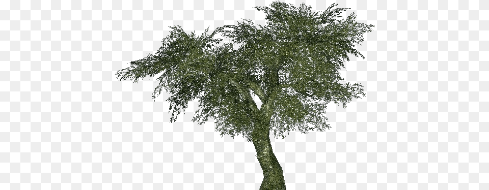 3d Trees Olive 02 Acca Software Ulivo, Plant, Potted Plant, Tree, Tree Trunk Free Png
