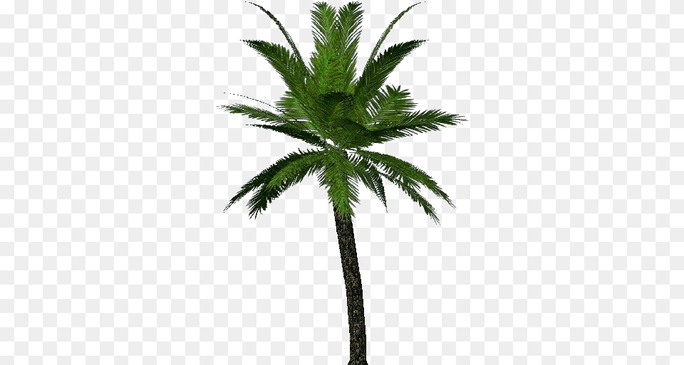 3d Trees Palm Acca Software Immagini Palma, Palm Tree, Plant, Tree, Leaf Free Png Download