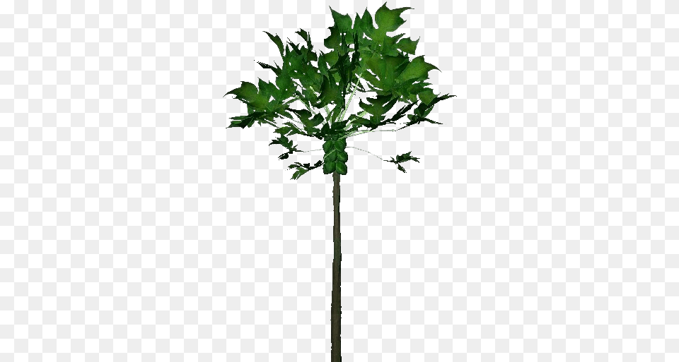 3d Trees Papaya Acca Software Plane, Leaf, Plant, Tree Png Image