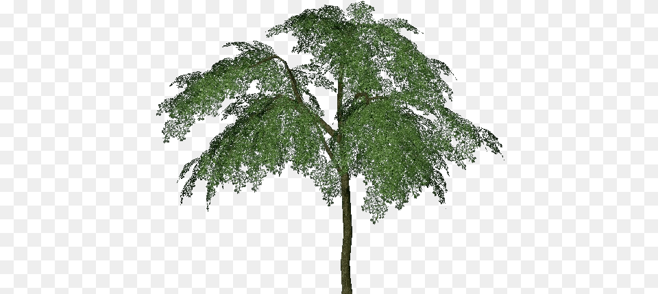 3d Trees Prune Acca Software Pond Pine, Green, Oak, Plant, Sycamore Free Png Download