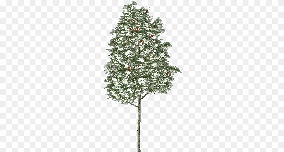 3d Trees Rowan Tree Acca Software Christmas Tree, Plant, Pine, Fir, Christmas Decorations Free Png