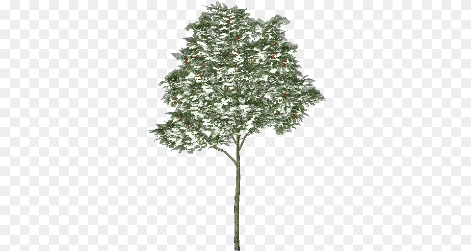 3d Trees Rowan Tree Acca Software Red Pine, Leaf, Oak, Plant, Sycamore Free Png Download