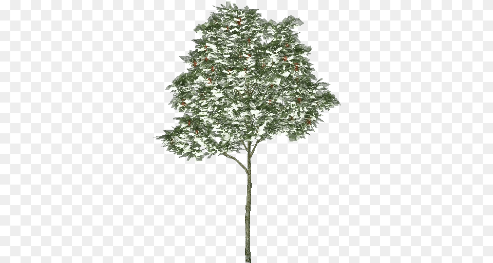 3d Trees Rowan Tree Acca Software Rowan Tree, Leaf, Oak, Plant, Sycamore Free Transparent Png