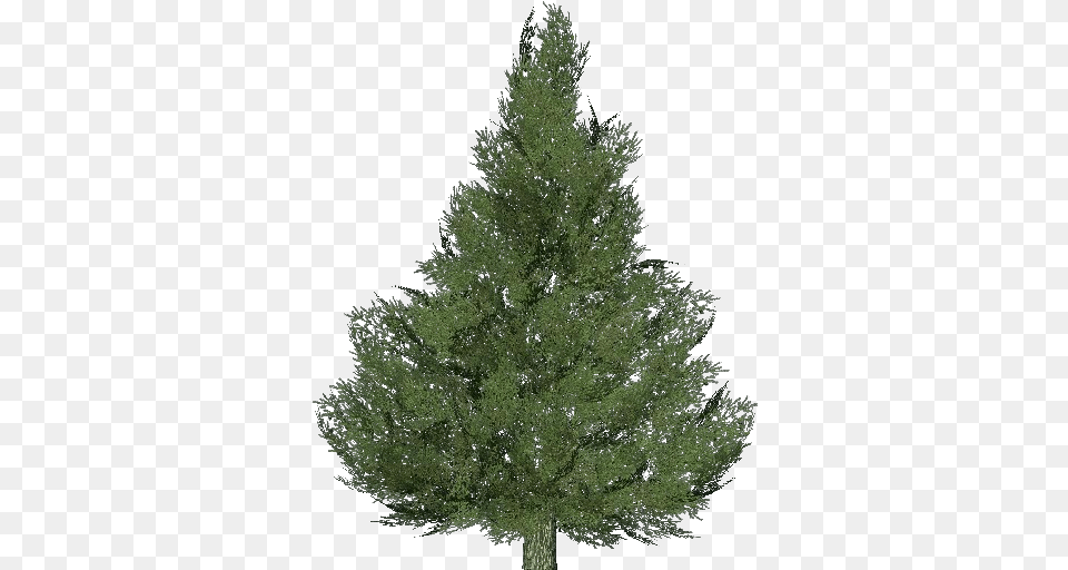 3d Trees Silver Fir Tree Acca Software Spruce Artificial Christmas Tree, Conifer, Plant, Pine Png Image