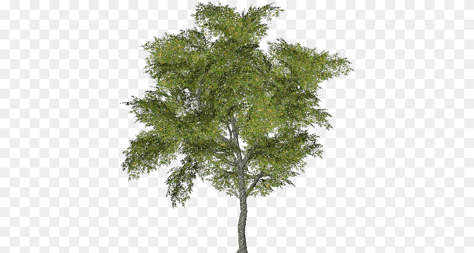 3d Trees Tabebuia Acca Software Ginkgo Biloba Tree, Oak, Plant, Sycamore, Leaf Png