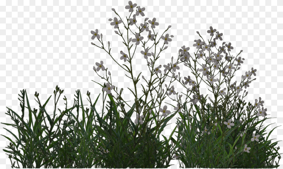 3d Trees V 6 0 792 0 Kbytes Arbustos, Flower, Plant, Herbal, Herbs Free Transparent Png