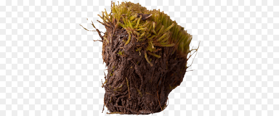 3d View Arctic Moss, Plant, Tree, Root, Soil Png Image