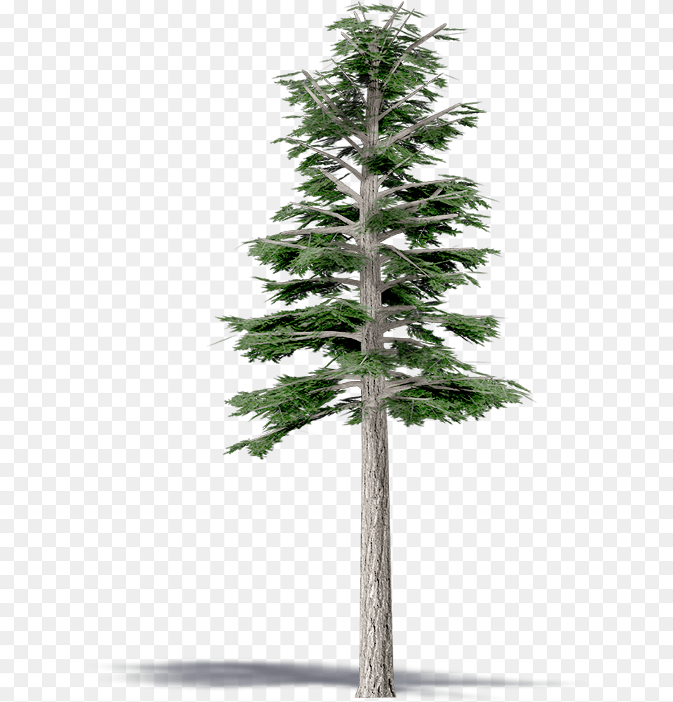 3d Viewview Lindens, Fir, Plant, Tree, Tree Trunk Free Png Download