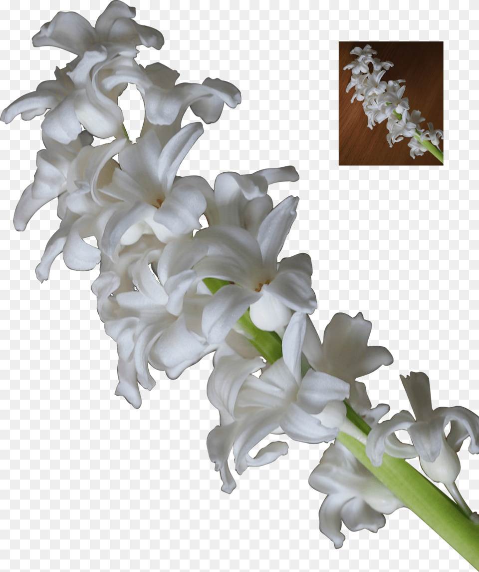 3d White Flowers White Stock Flower, Flower Arrangement, Plant, Petal Free Transparent Png