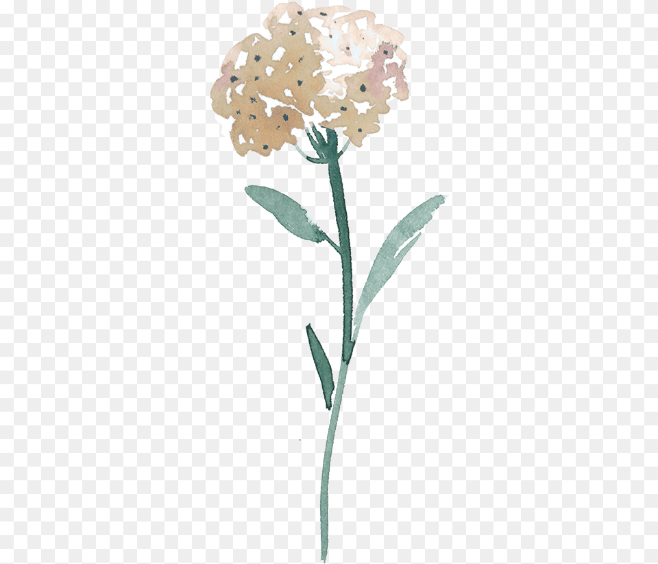 400px Marsh Labrador Tea, Carnation, Flower, Plant Png