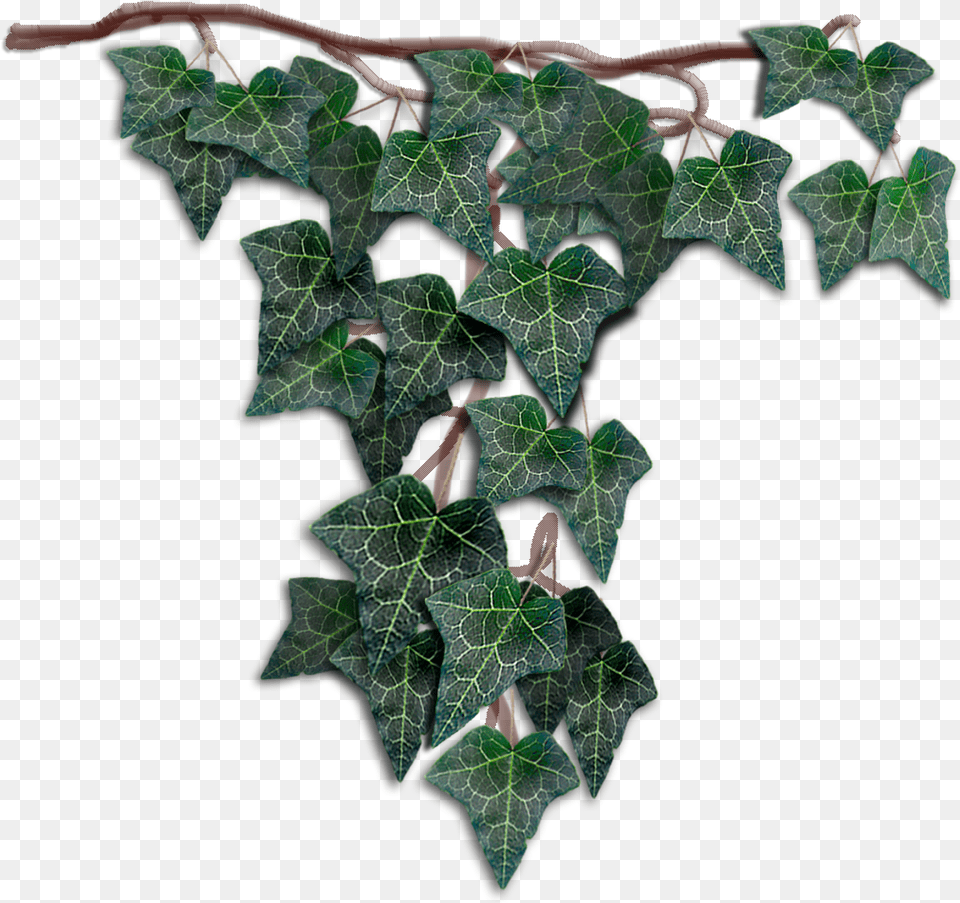 Hanging Ivy, Leaf, Plant Free Transparent Png