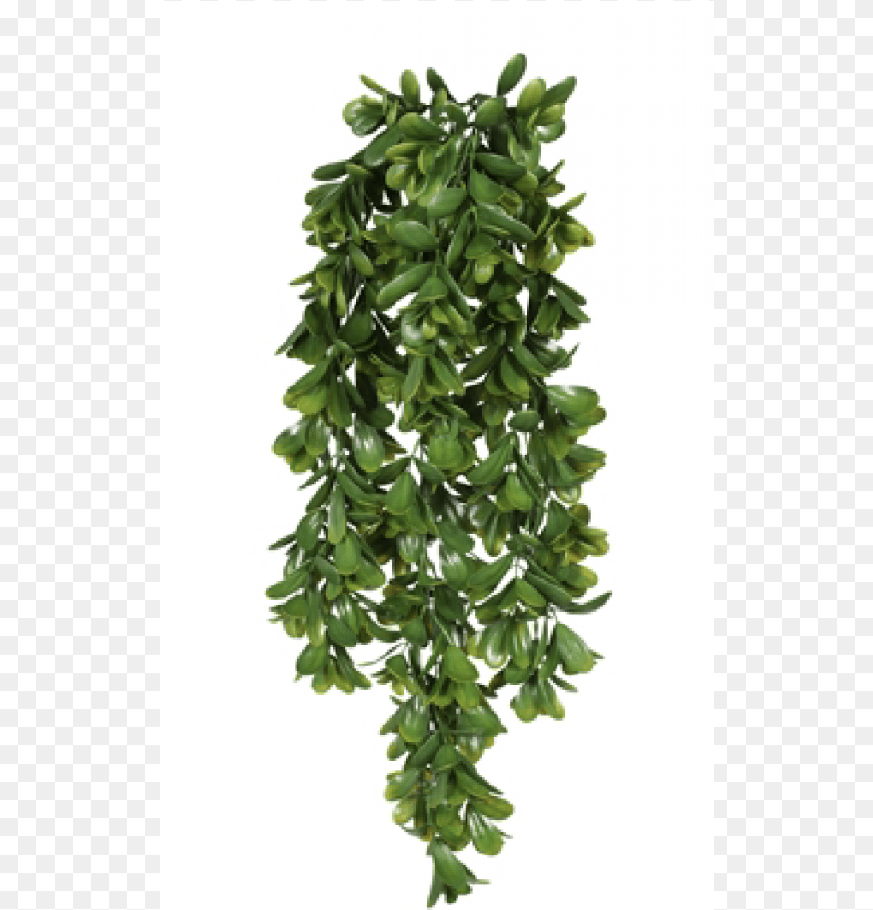 Hanging Ivy, Leaf, Plant, Vine, Potted Plant Free Transparent Png