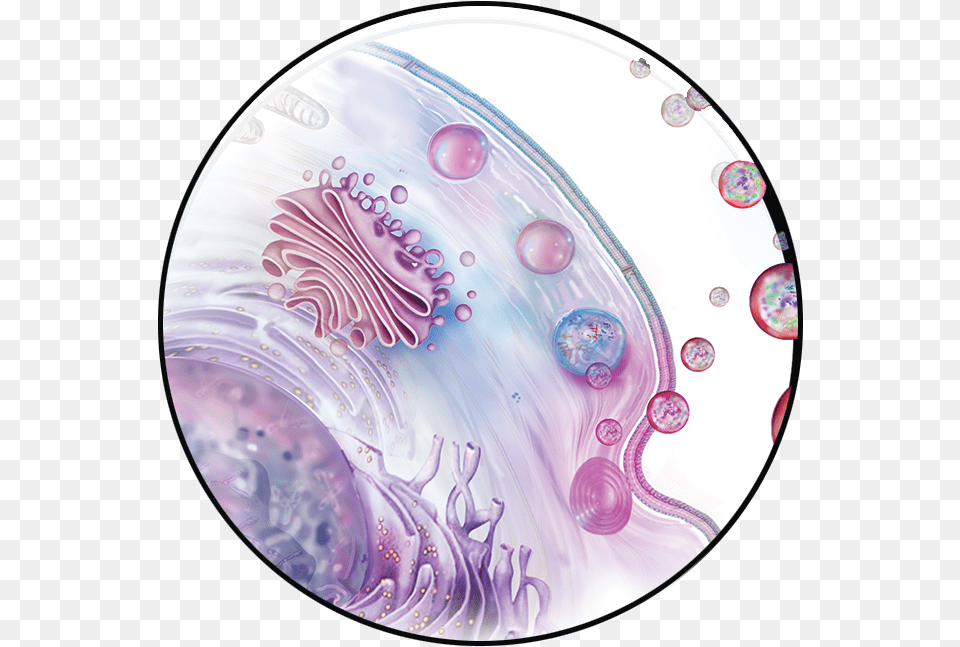 Human Cell, Pattern, Plate, Sphere, Art Png