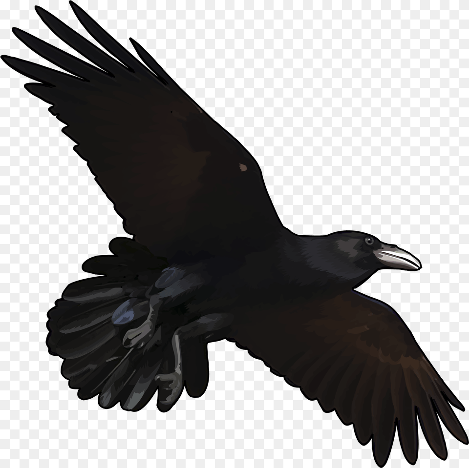 Cubetazo, Animal, Bird, Blackbird, Flying Png