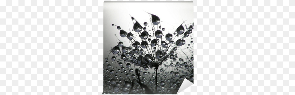 Dandelion Seed, Droplet, Chandelier, Lamp, Flower Free Png Download