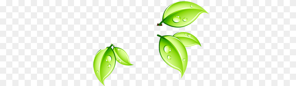 Folha, Green, Leaf, Plant Free Png