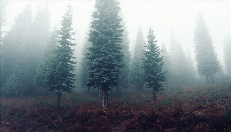 Pine Forest, Fog, Mist, Nature, Outdoors Png