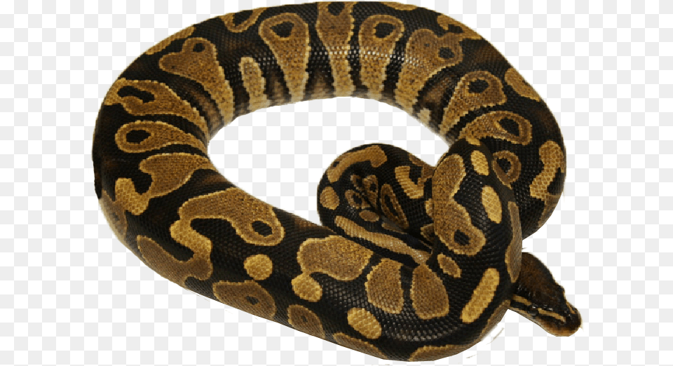 Viper Snake, Animal, Reptile Free Png