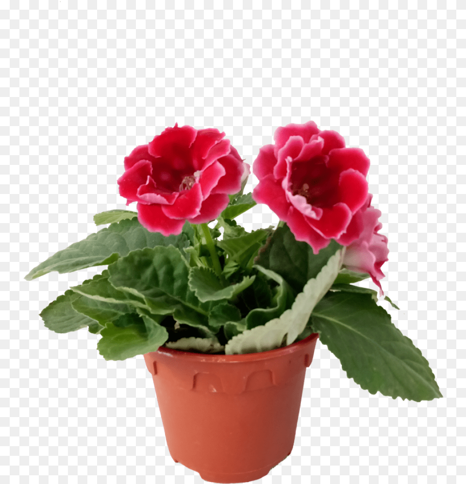 Begonia, Flower, Geranium, Plant, Potted Plant Free Png Download