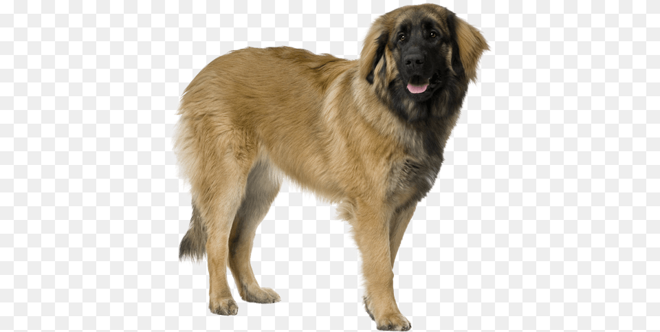 Cool Dog, Animal, Canine, Mammal, Pet Png Image