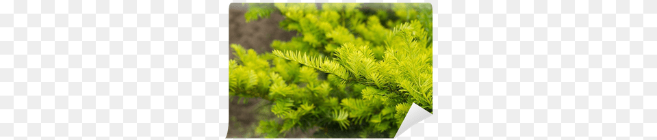 Pine Branches, Conifer, Plant, Tree, Yew Png Image