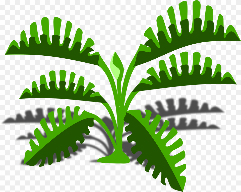Philodendron, Fern, Green, Leaf, Plant Free Png Download