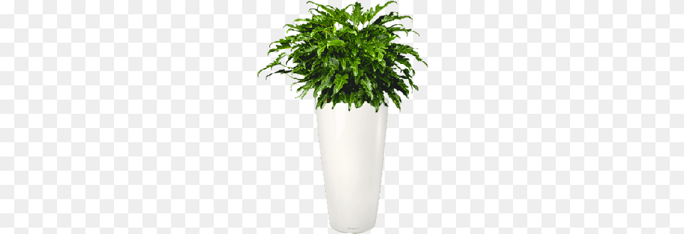 Philodendron, Jar, Leaf, Plant, Planter Png