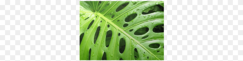 Philodendron, Leaf, Plant, Hot Tub, Tub Free Png Download