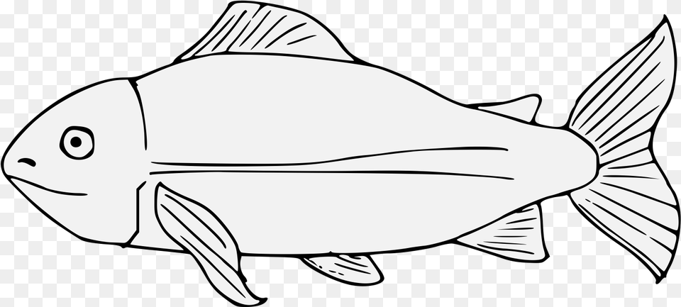 Fish Illustration, Animal, Sea Life, Tuna, Shark Png Image