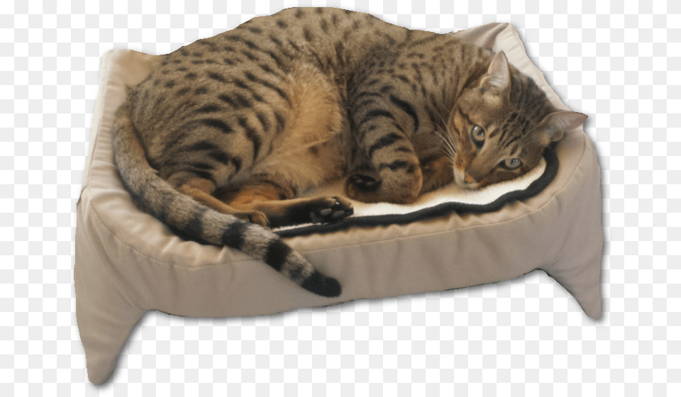 Cat Laying Down, Cushion, Home Decor, Animal, Mammal Free Transparent Png