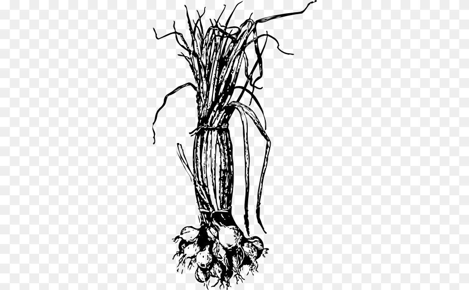 White Onion, Plant, Root, Art, Smoke Pipe Free Transparent Png