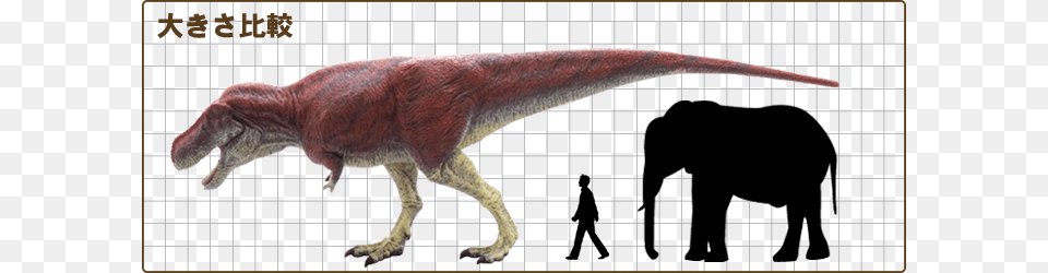 T Rex Skeleton, Animal, Dinosaur, Reptile, T-rex Free Transparent Png