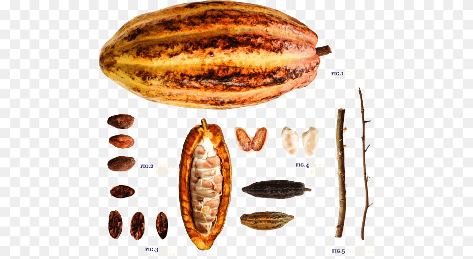Cocoa Bean, Dessert, Food, Sandwich, Seed Free Png Download