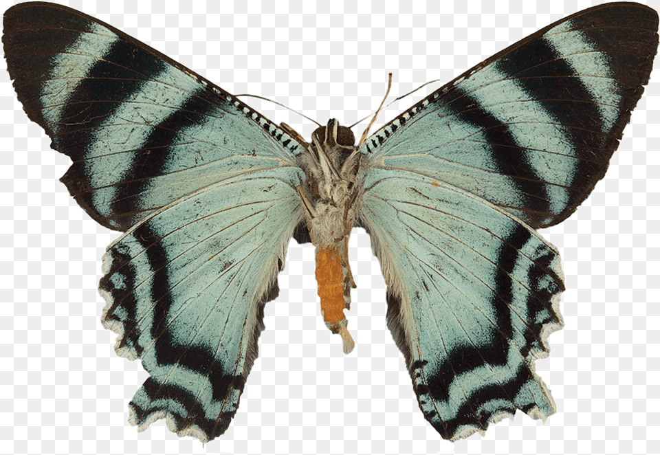 Moths, Animal, Insect, Invertebrate, Butterfly Png Image