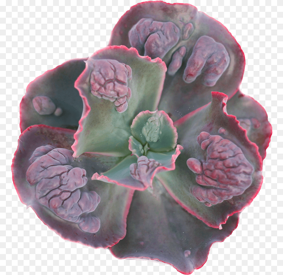 Mexican Flower, Geranium, Plant, Pottery, Rose Free Transparent Png