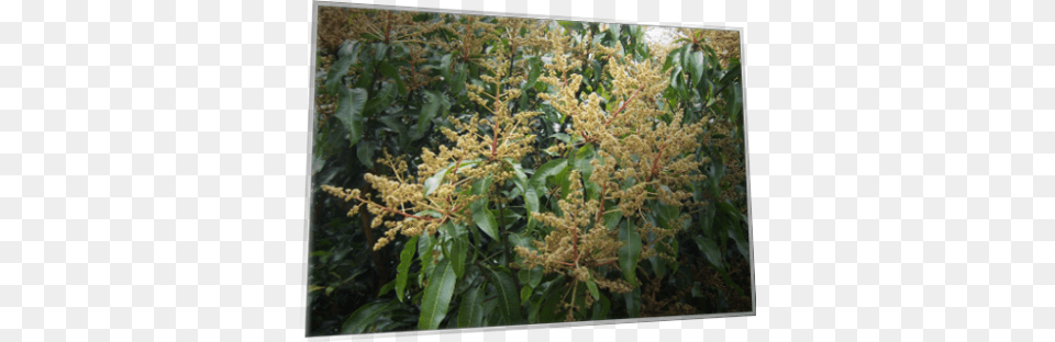 Mango Tree, Plant, Vegetation, Flower, Leaf Png Image
