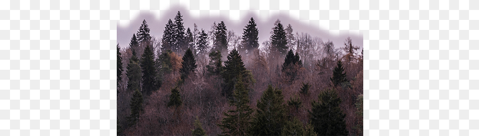 Winter Scene, Conifer, Fir, Pine, Plant Free Png