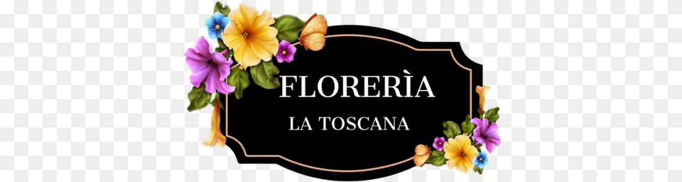 4205 8128 Viola, Flower, Plant, Petal, Flower Arrangement Png