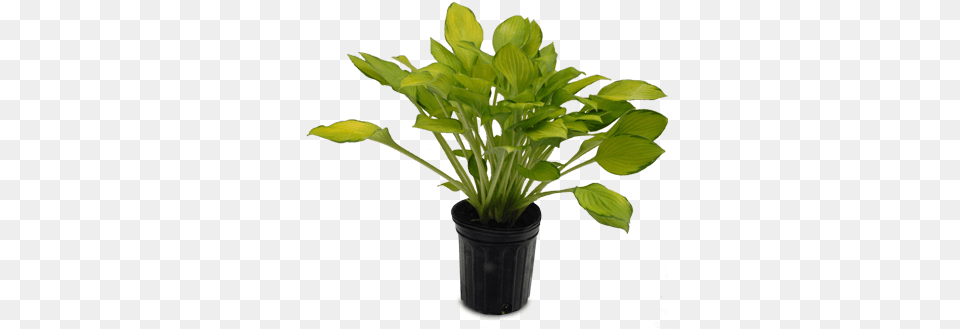 Hosta, Leaf, Plant, Potted Plant Free Png