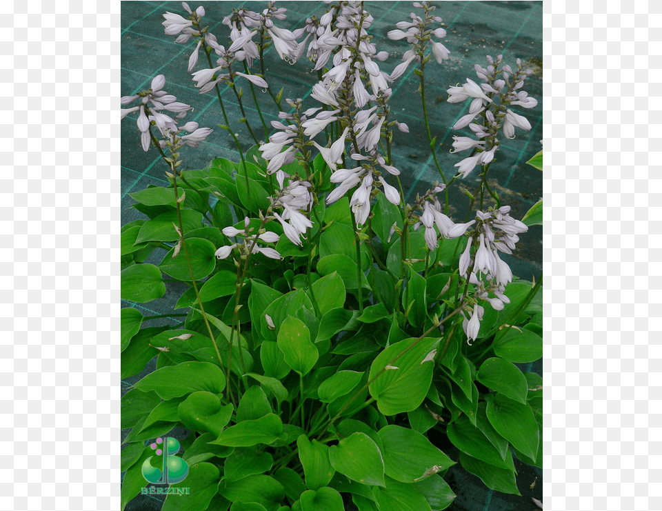 Hosta, Flower, Plant, Acanthaceae Free Png