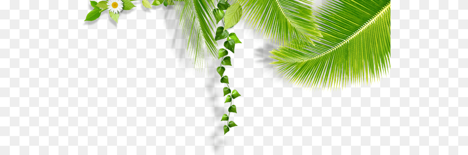 Folhas, Leaf, Plant, Vine, Green Png Image