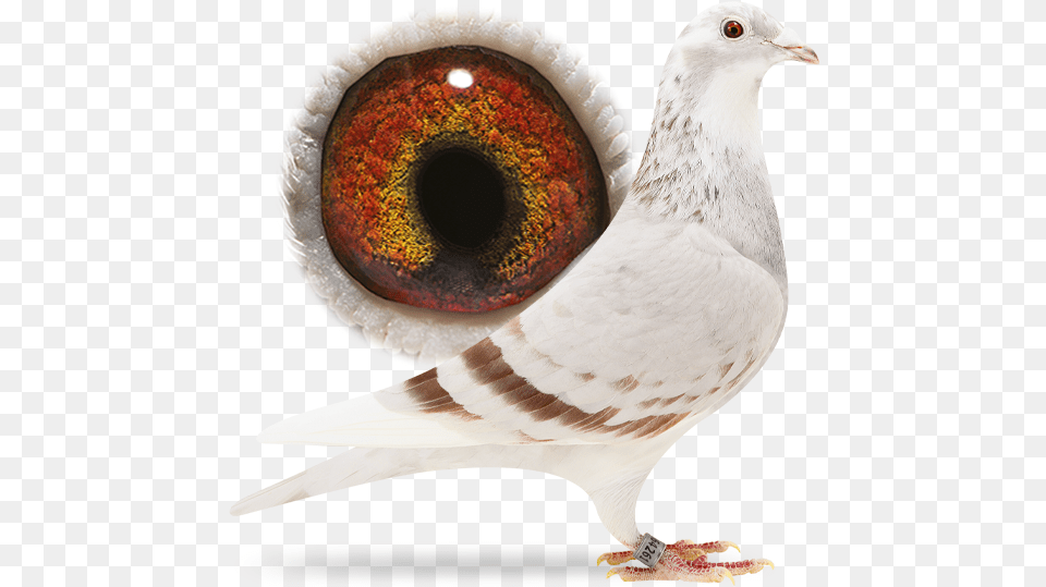 Gold Dust Sangers Pigeons Rock Dove, Animal, Bird, Pigeon Free Png Download