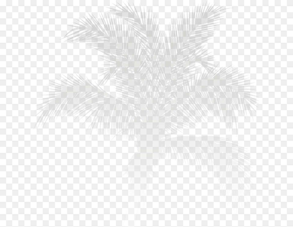 Plant With Roots, Palm Tree, Tree Free Png Download