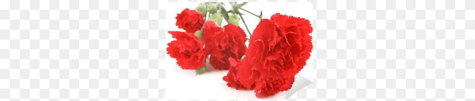 Red Carnation, Flower, Plant Free Transparent Png